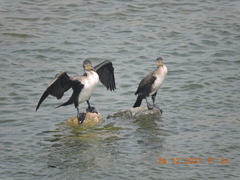 Phalacrocorax carbo