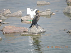 Phalacrocorax carbo