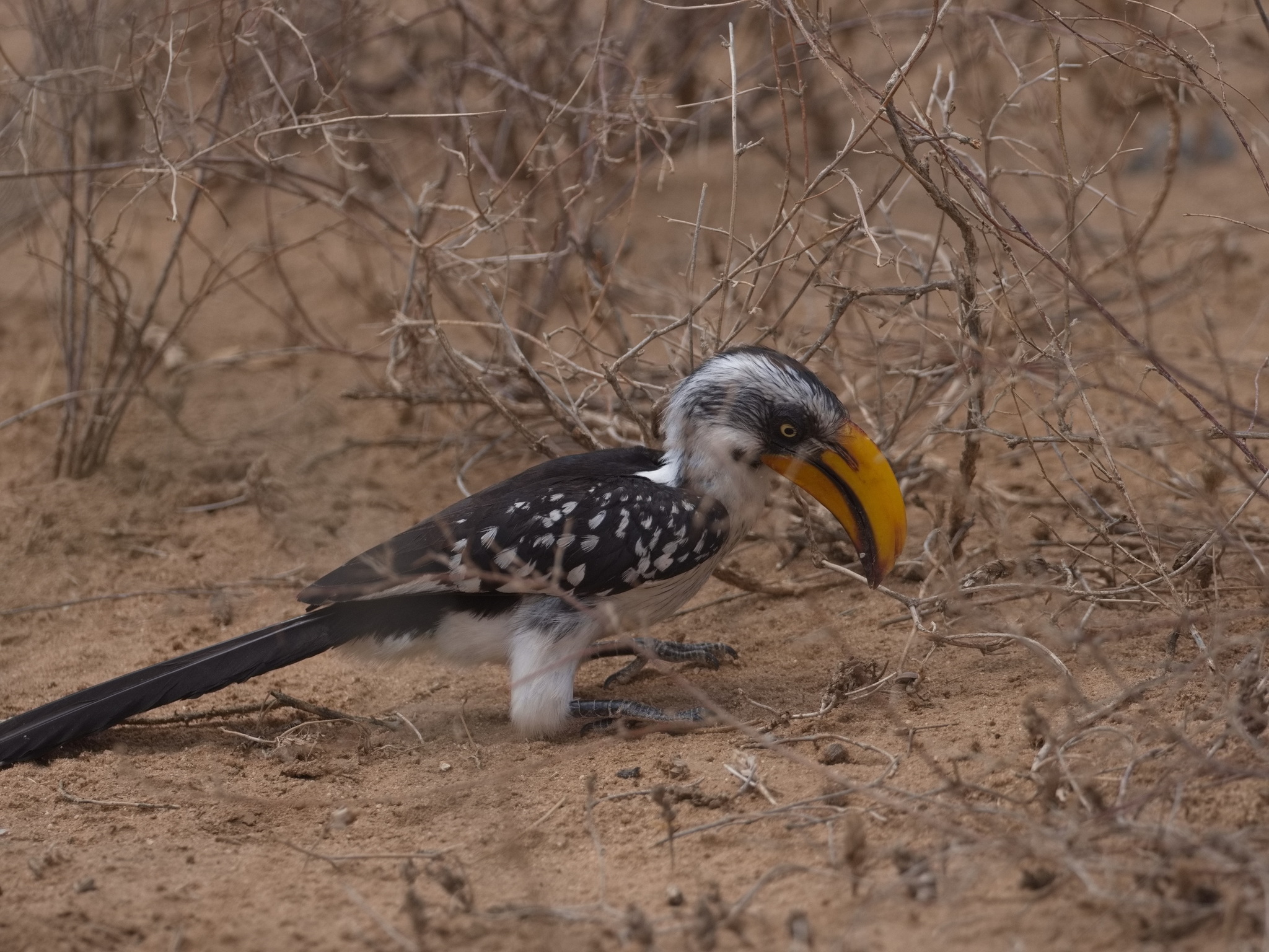 Eastern Yellow-billed Hornbill (Tockus flavirostris)