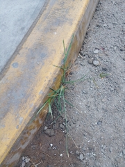 Eleusine indica
