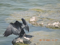 Phalacrocorax carbo
