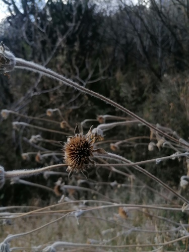 Tithonia tubaeformis, photograph 3