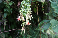 Fuchsia sessilifolia
