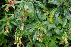 Fuchsia sessilifolia