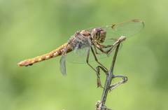 Orthemis nodiplaga