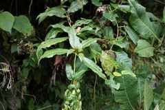 Fuchsia sessilifolia