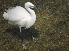 Egretta garzetta