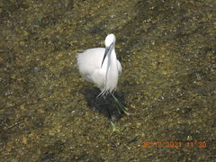 Egretta garzetta