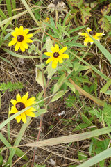 Rudbeckia hirta pulcherrima