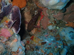 Hypoplectrodes wilsoni