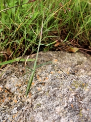 Schizocephala bicornis