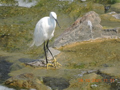 Egretta garzetta
