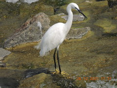 Egretta garzetta