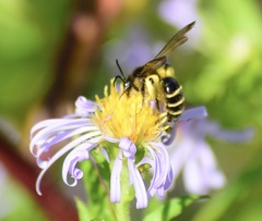 Andrena robervalensis