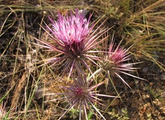 Ptilostemon hispanicus
