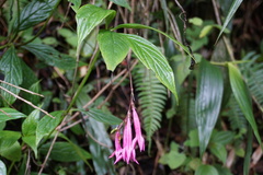Spigelia pedunculata