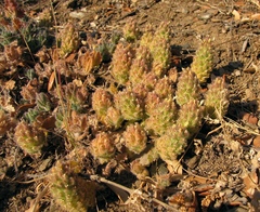 Teucrium compactum