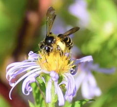 Andrena robervalensis