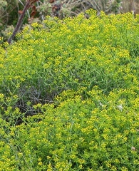 Bupleurum spinosum