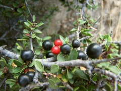 Rhamnus myrtifolia