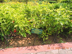 Ixora coccinea