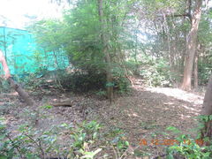 Pterocarpus marsupium