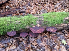 Daedaleopsis confragosa