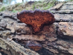 Daedaleopsis confragosa
