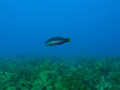 Pseudolabrus biserialis