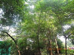 Pterocarpus marsupium