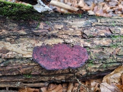 Daedaleopsis confragosa