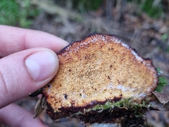 Daedaleopsis confragosa