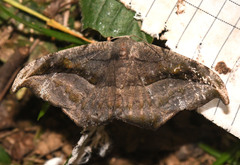 Oxydia scriptipennaria