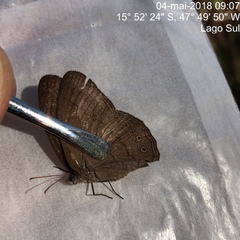 Nhambikuara cerradensis