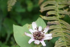 Passiflora alnifolia
