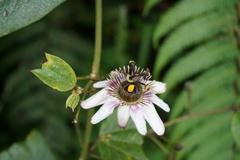 Passiflora alnifolia