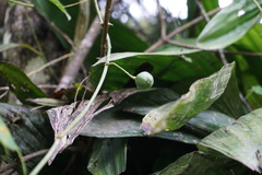 Passiflora alnifolia