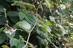 Passiflora alnifolia