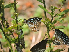 Tirumala septentrionis