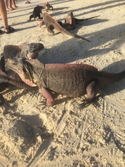 Cyclura cychlura