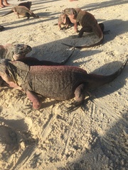 Cyclura cychlura
