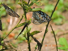 Tirumala septentrionis