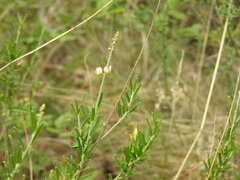 Monnina dictyocarpa
