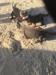 Cyclura cychlura