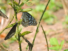 Tirumala septentrionis