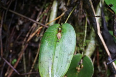 Pleurothallis matudana