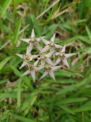 Asclepias gibba