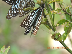 Tirumala septentrionis
