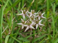 Asclepias gibba