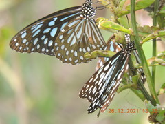 Tirumala septentrionis